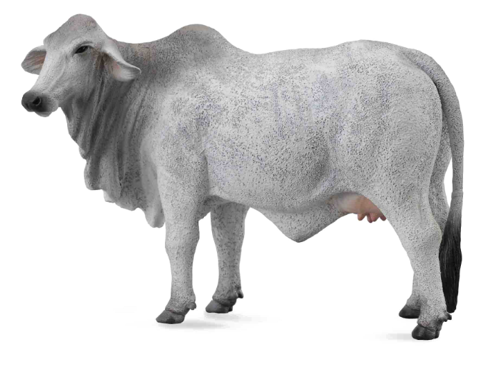 Bovino de raza brahman color gris